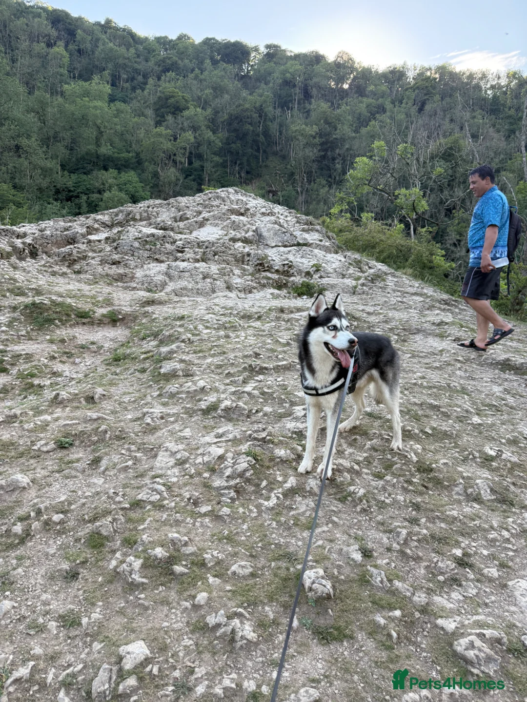 Siberian Husky dogs for sale: Siberian husky  in Nottingham - Advert 1