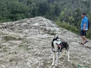 Siberian Husky dogs Siberian husky - Advert 2