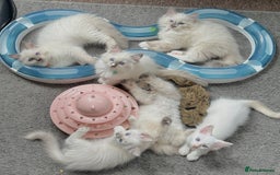 Ragdoll cats for sale: Gentle, Affectionate, Cuddly, Playful Kittens - Image 1