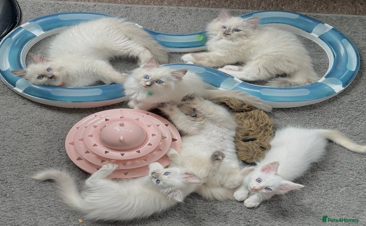 Ragdoll cats - Advert 3
