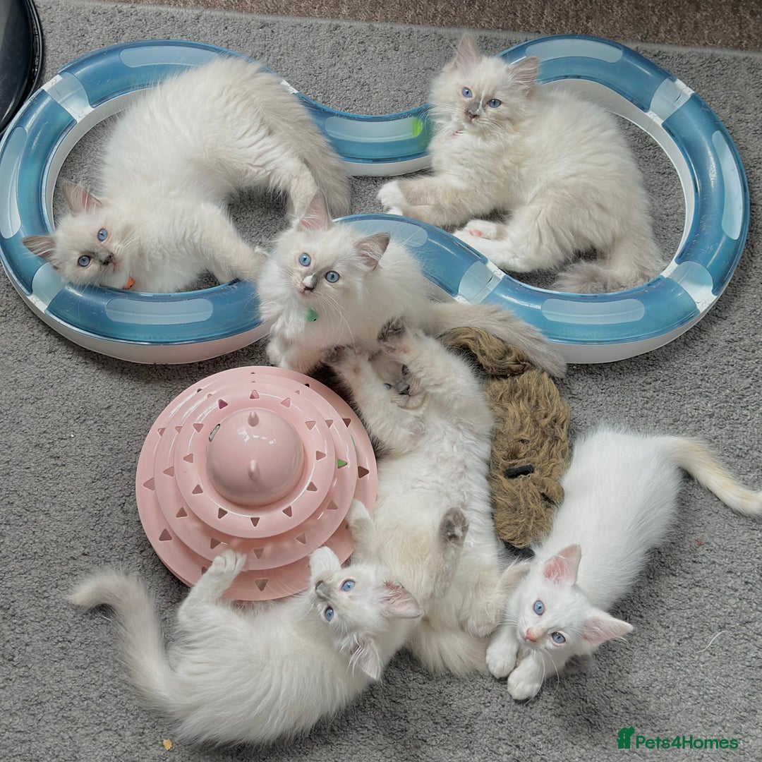Ragdoll cats for sale: Gentle, Affectionate, Cuddly, Playful Kittens - Image 1