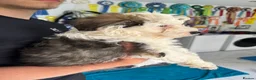 Chinese Crested dogs for sale: Chinese Crested pup in Chelmsford - Advert 6