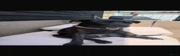 Staffordshire Bull Terrier dogs for sale: 8 month old staff - Advert 5