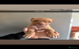 Mixed Breed dogs for sale: Staff x American bulldog - Image 7