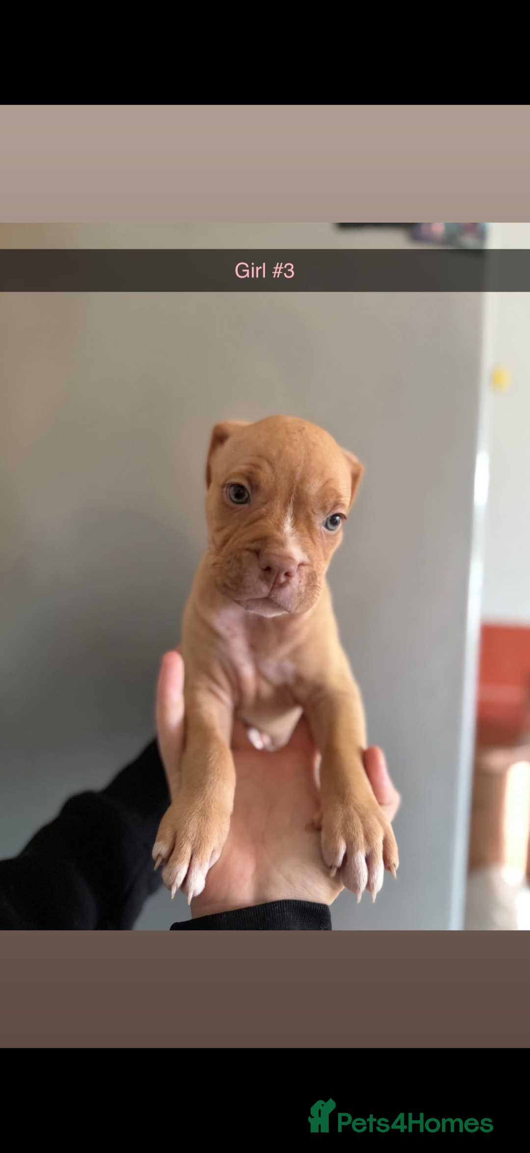 Mixed Breed dogs for sale: Staff x American bulldog - Image 7