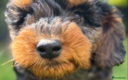 Mixed Breed dogs for sale:  Unique Merle Double Doodle Ready from 9th August - Image 11