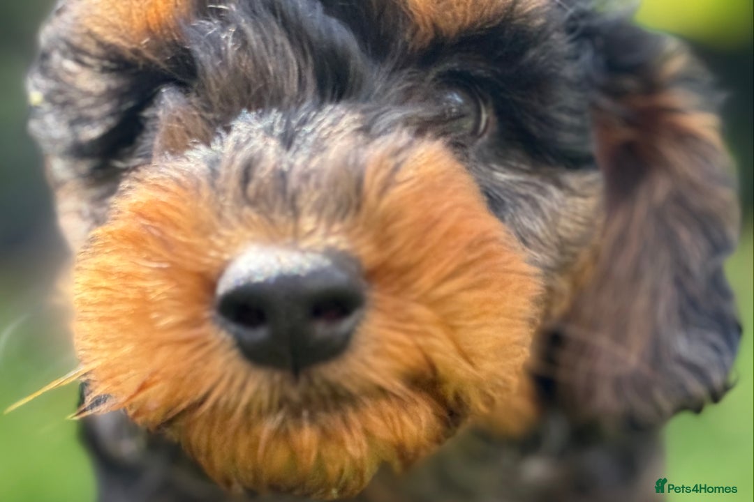 Mixed Breed dogs for sale:  Unique Merle Double Doodle Ready from 9th August - Image 11
