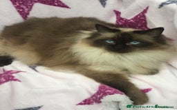 Maine Coon cats for sale: Ragdoll x Maine coon kittens  - Image 10