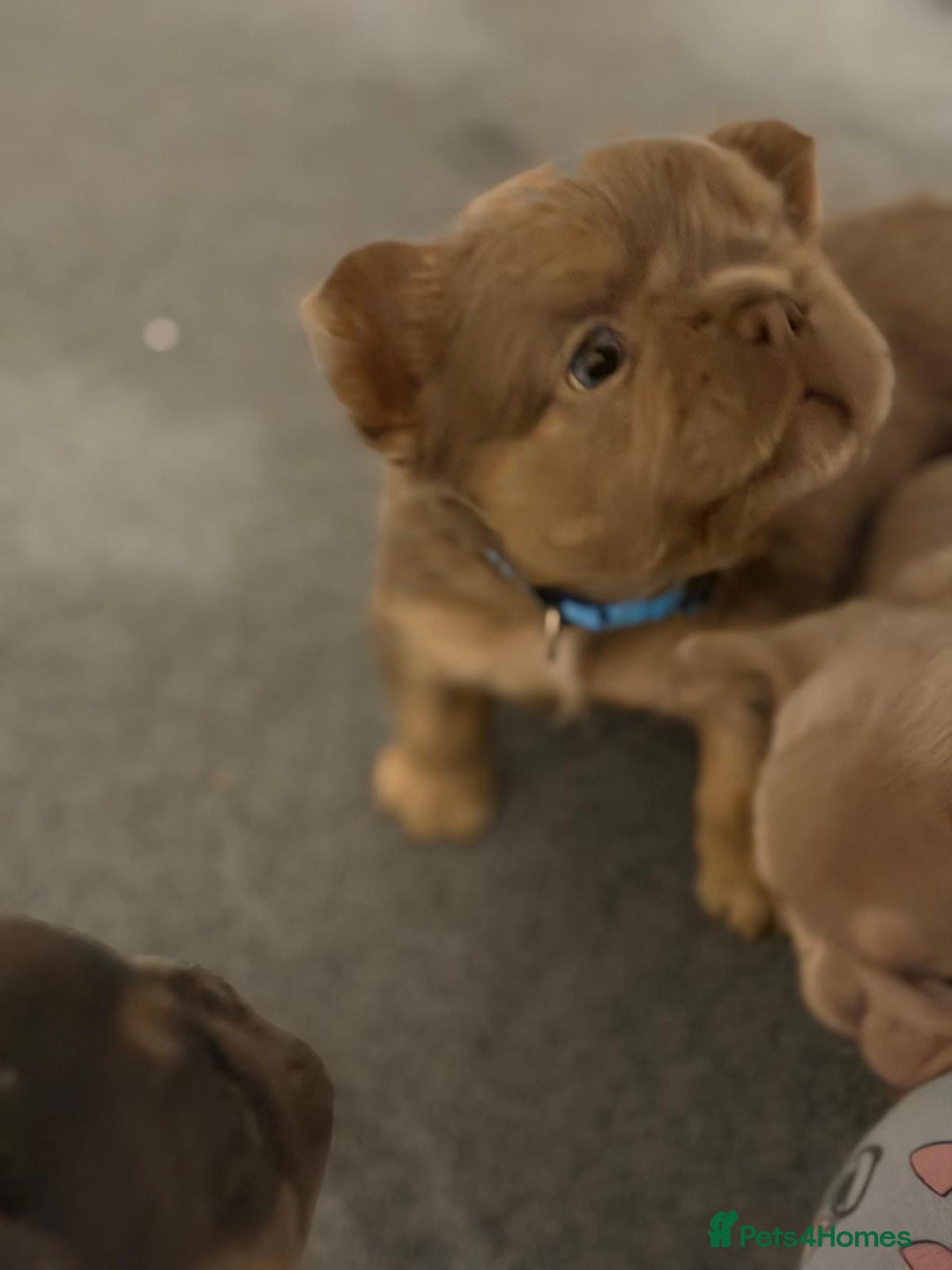 French Bulldog dogs for sale: Outstanding Frenchie pups  - Advert 7