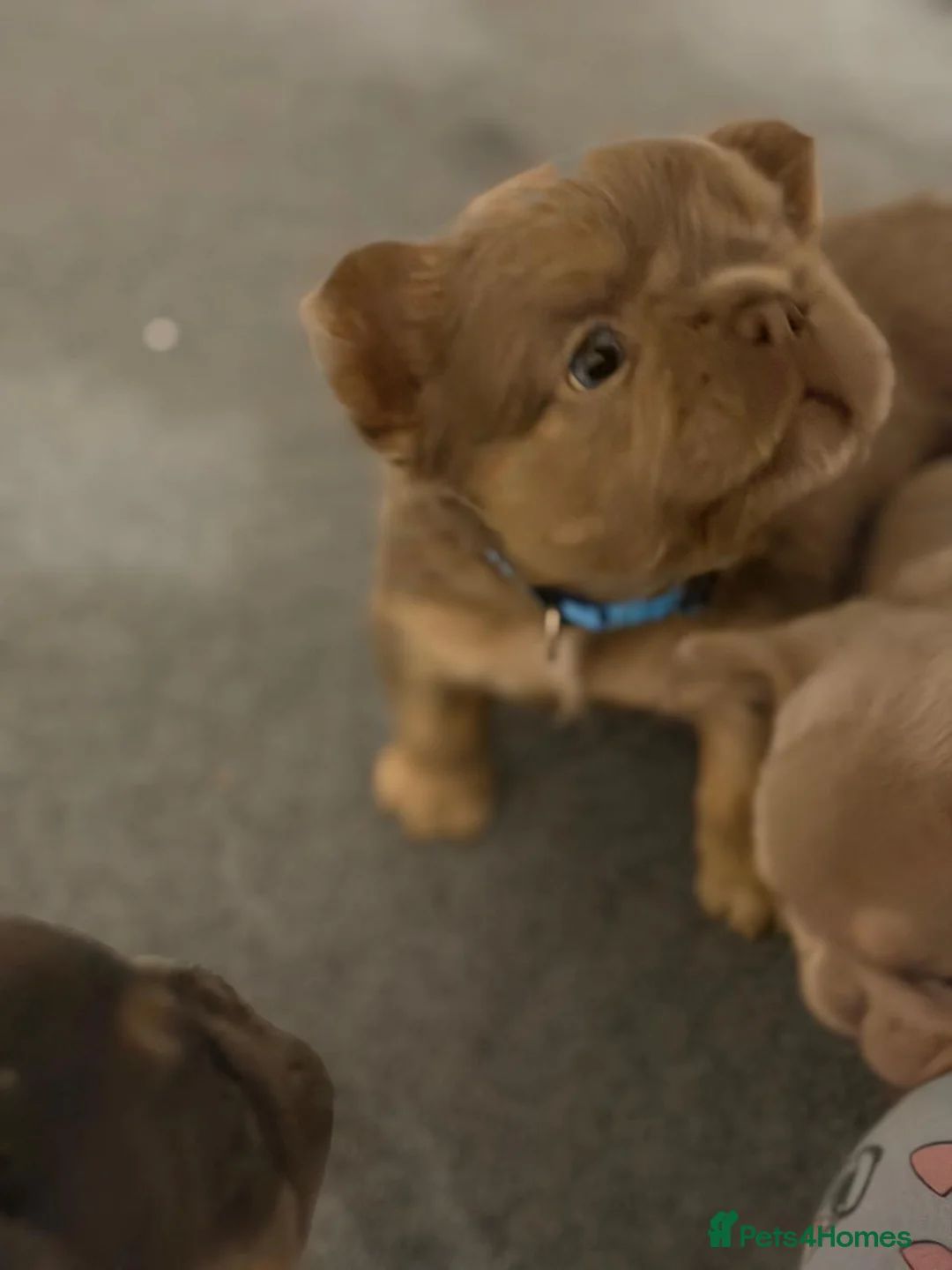 French Bulldog dogs for sale: Outstanding Frenchie pups KC registered  - Advert 22