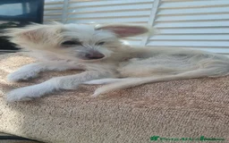 Chinese Crested dogs for sale: beautiful Chinese crested Cream Hairy Hairless boy - Image 7