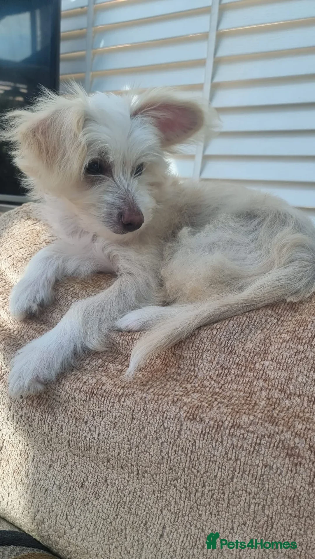 Chinese Crested dogs for sale: beautiful Chinese crested Cream Hairy Hairless boy - Image 7