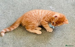 Ragcoon cats for sale: Beautiful Ginger Tabby Ragcoon kitten for sale  - Image 2