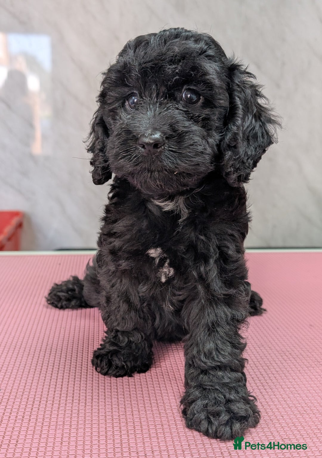 Cockapoo dogs for sale: Ready now, gorgeous health tested F1 cockapoos - Image 11