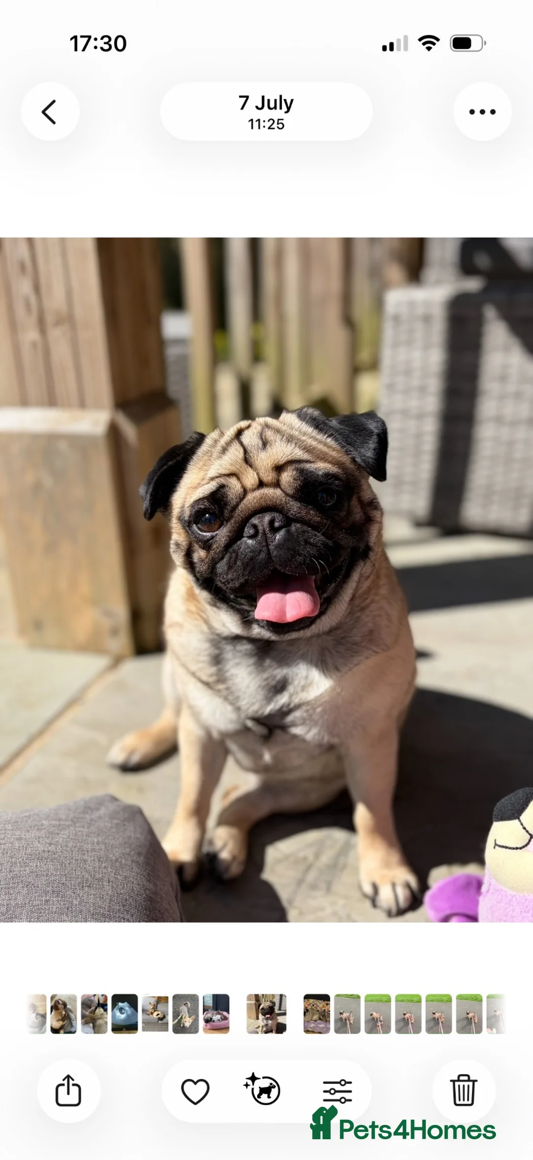 Jug dogs for sale: Jug Puppies For Sale - Advert 2