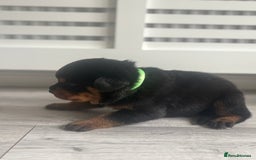 Rottweiler dogs for sale: Rottweiler puppies for sale - Image 14