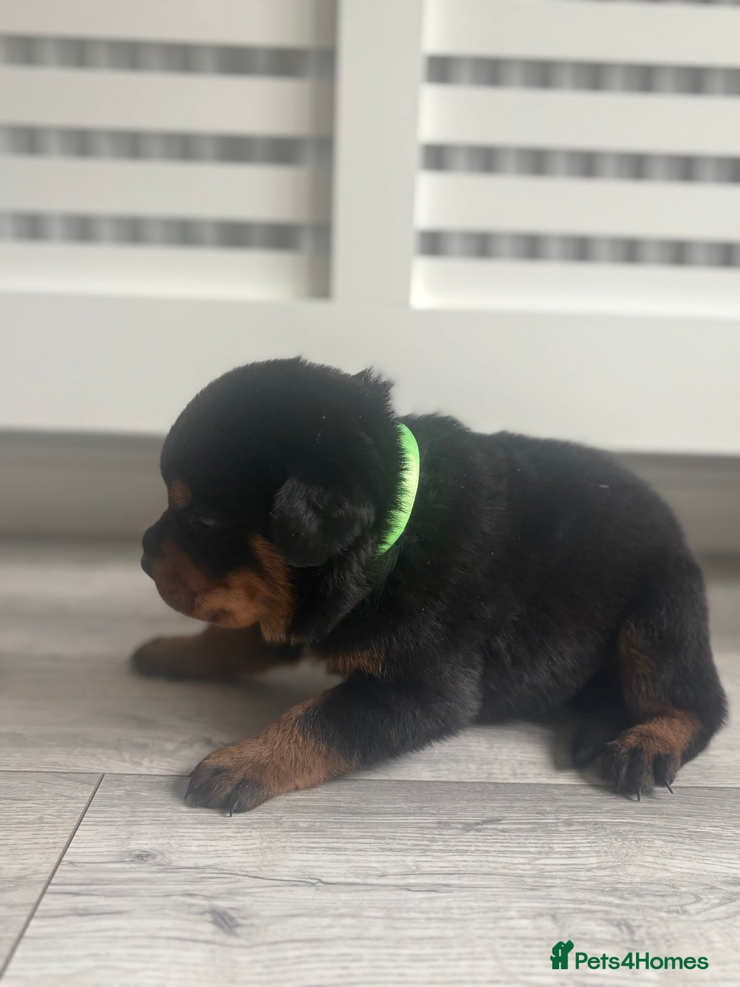 Rottweiler dogs for sale: Rottweiler puppies for sale - Image 14