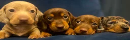 Miniature Dachshund dogs for sale: Miniature dachshund puppies in Matlock - Advert 4
