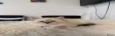 Siberian 2