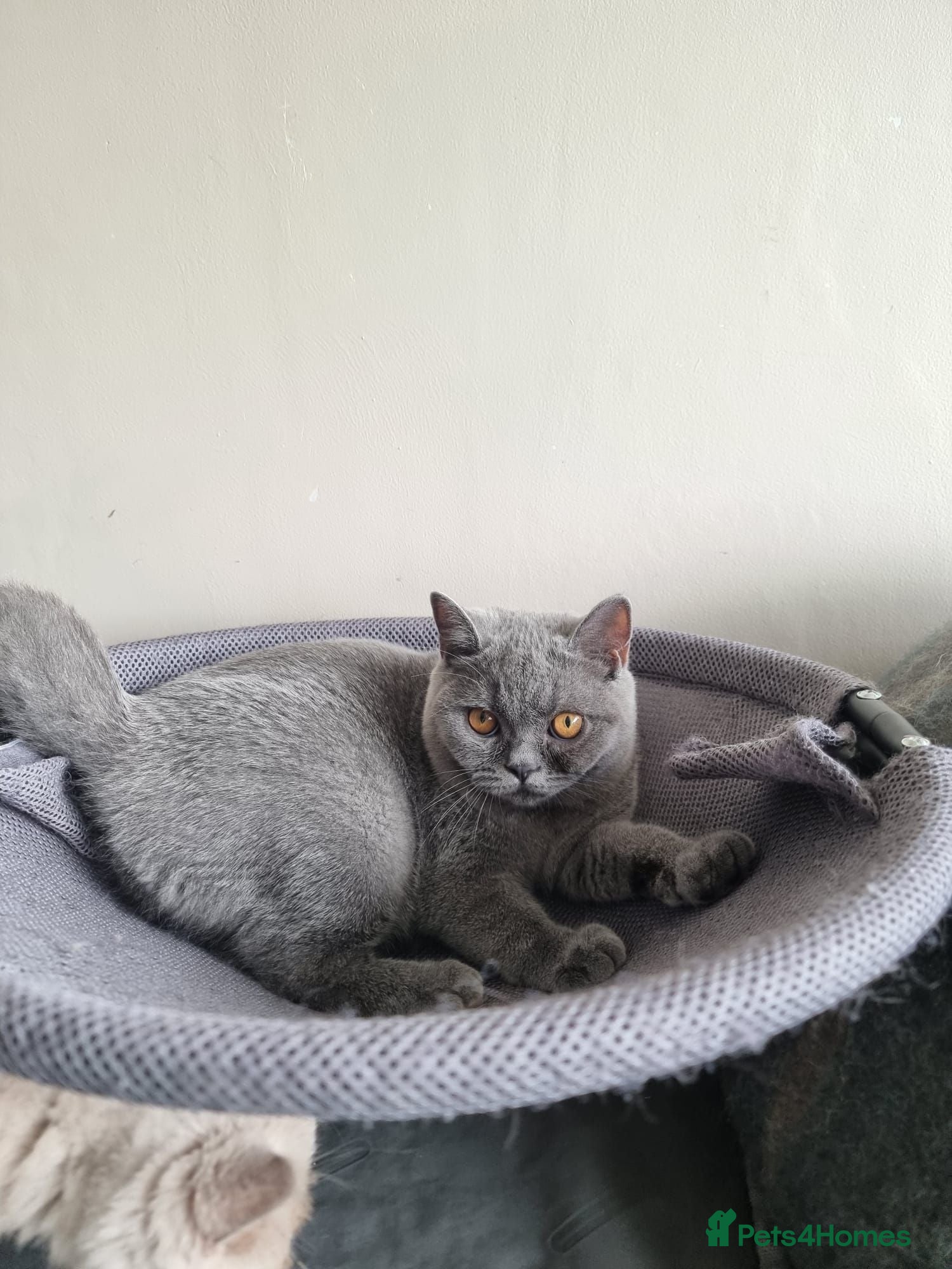 British Shorthair cats Last 2 Female Quality Kind Healthy GCCF Pedigree - Advert 2