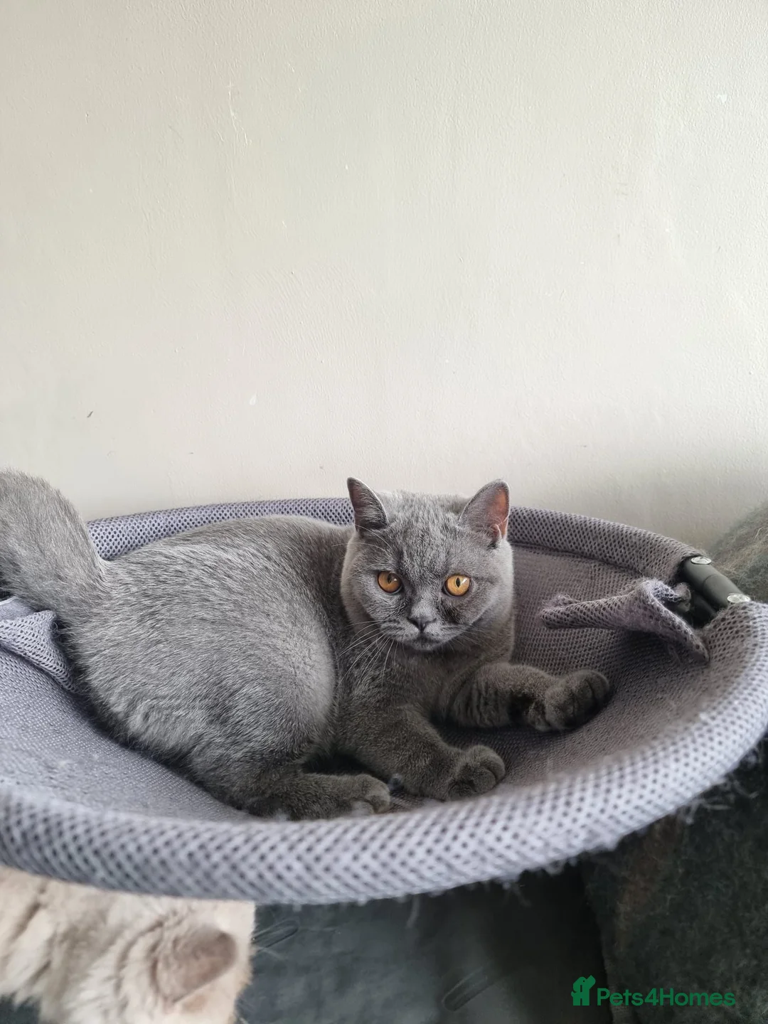 British Shorthair cats for sale: Last 2 Female Quality Kind Healthy GCCF Pedigree - Advert 2