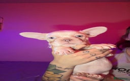 French Bulldog dogs for sale: French bulldog puppies  - Advert 1