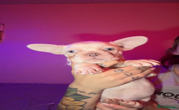 French Bulldog dogs French bulldog puppies  - Advert 1