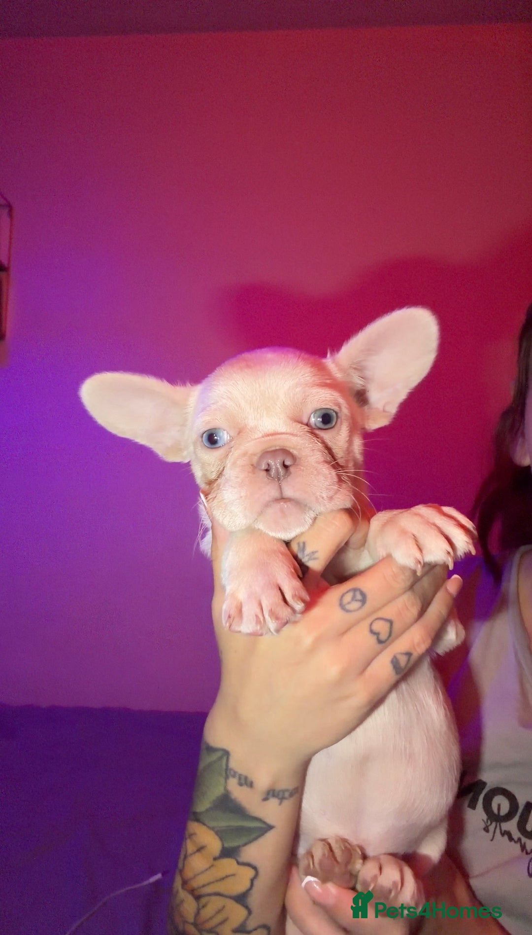 French Bulldog dogs for sale: French bulldog puppies  - Advert 1