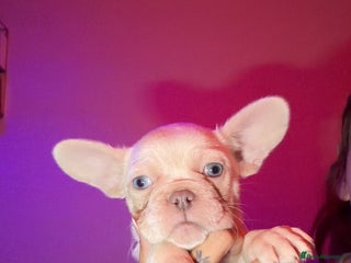French Bulldog dogs for sale: French bulldog puppies - Advert 1