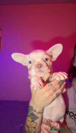 French Bulldog dogs French bulldog puppies - Advert 1