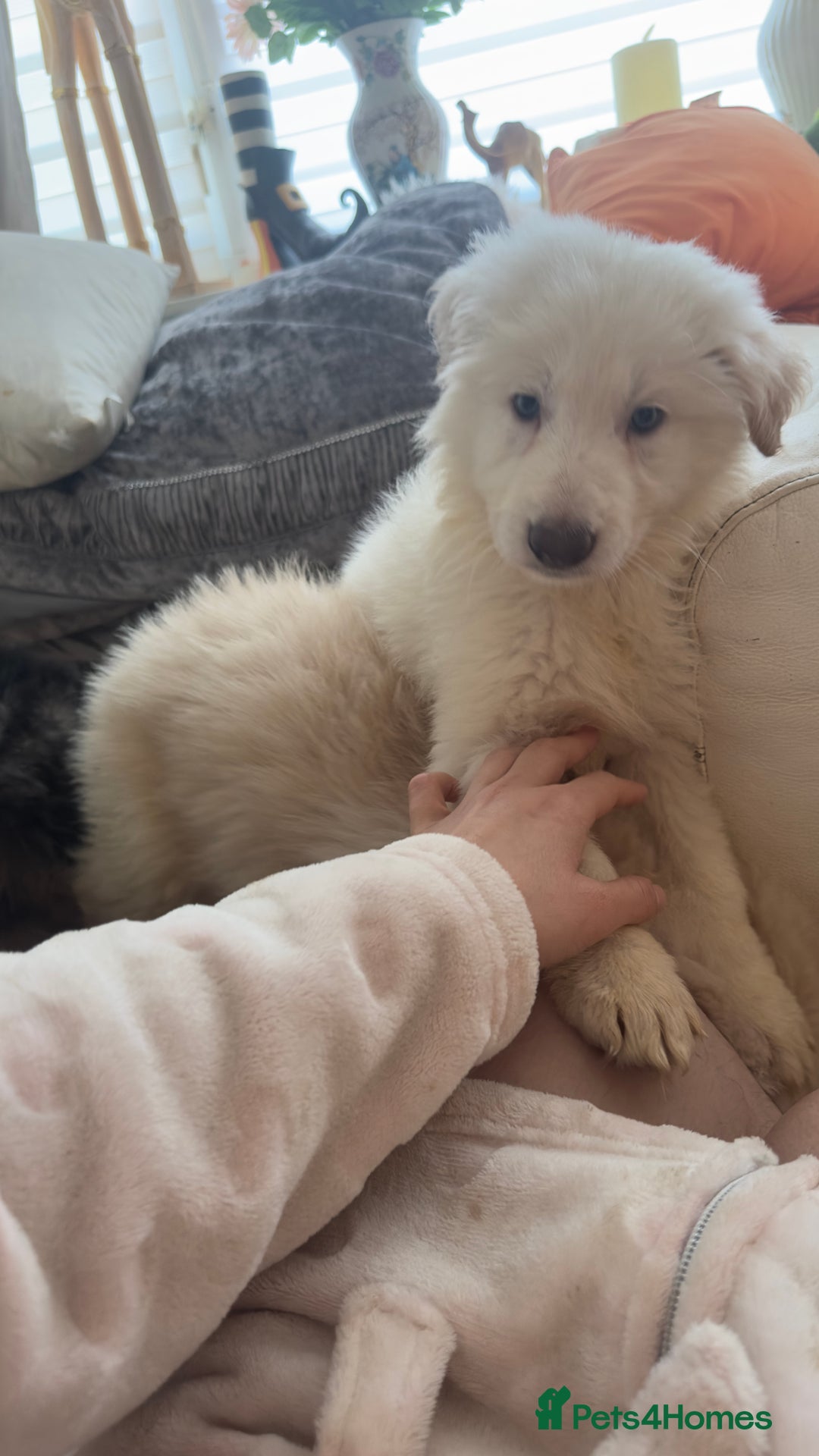 German Shepherd dogs for sale: German shepard pups black tan girl  reduced - Advert 11