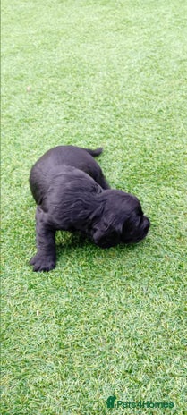 Cocker Spaniel dogs - Advert 9