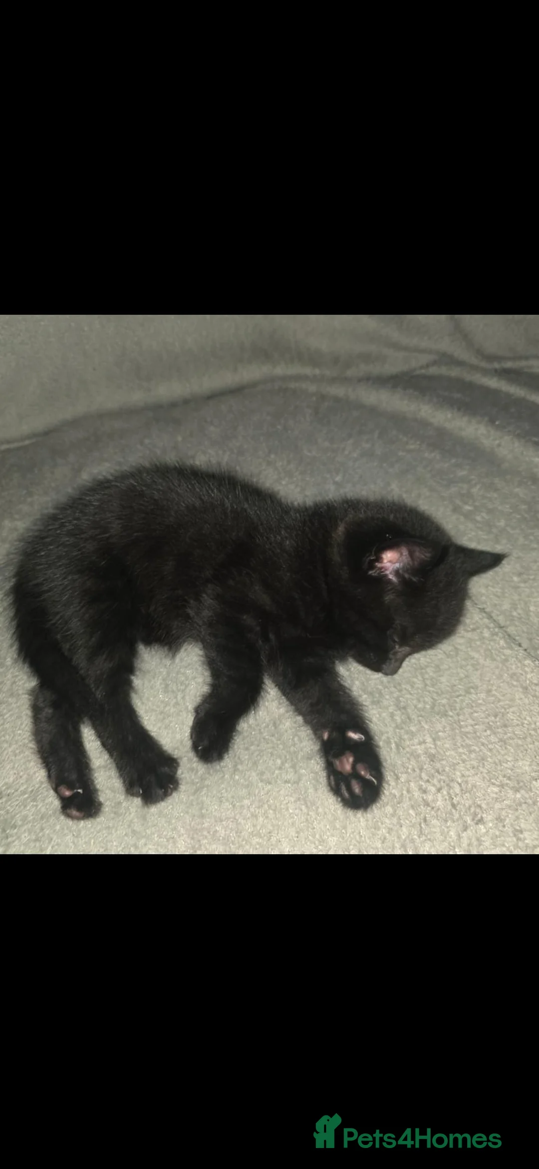 Mixed Breed cats for sale: 3 black male and 1 grey female kitten in Much Wenlock - Advert 8