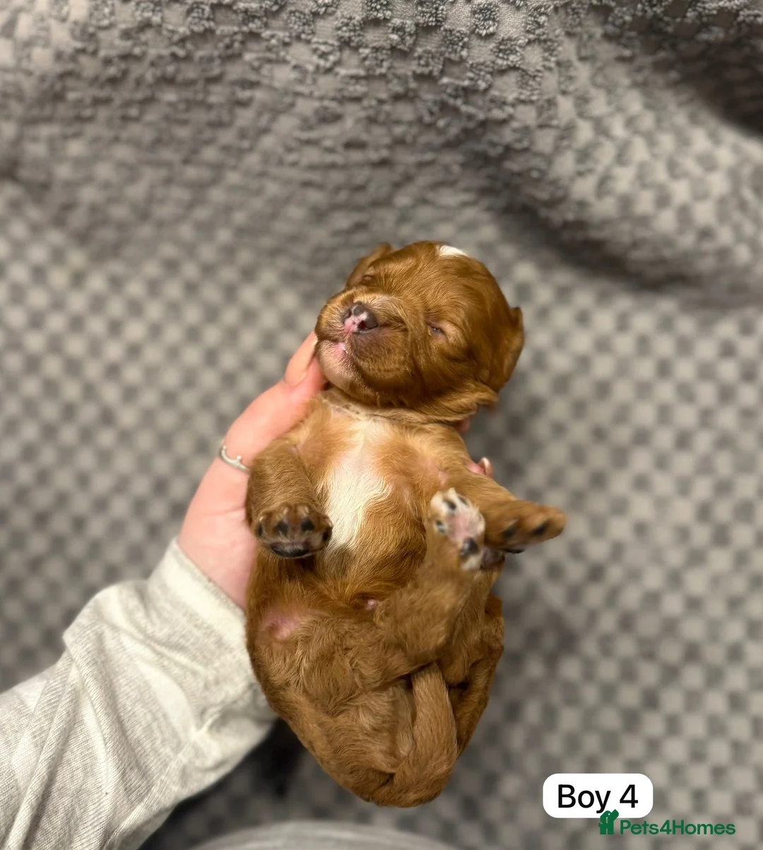 Cavapoo dogs for sale: Cavapoo Puppies - Advert 9