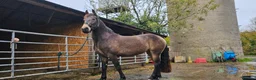 Andalusian horses for sale: Share  in Dereham - Advert 13