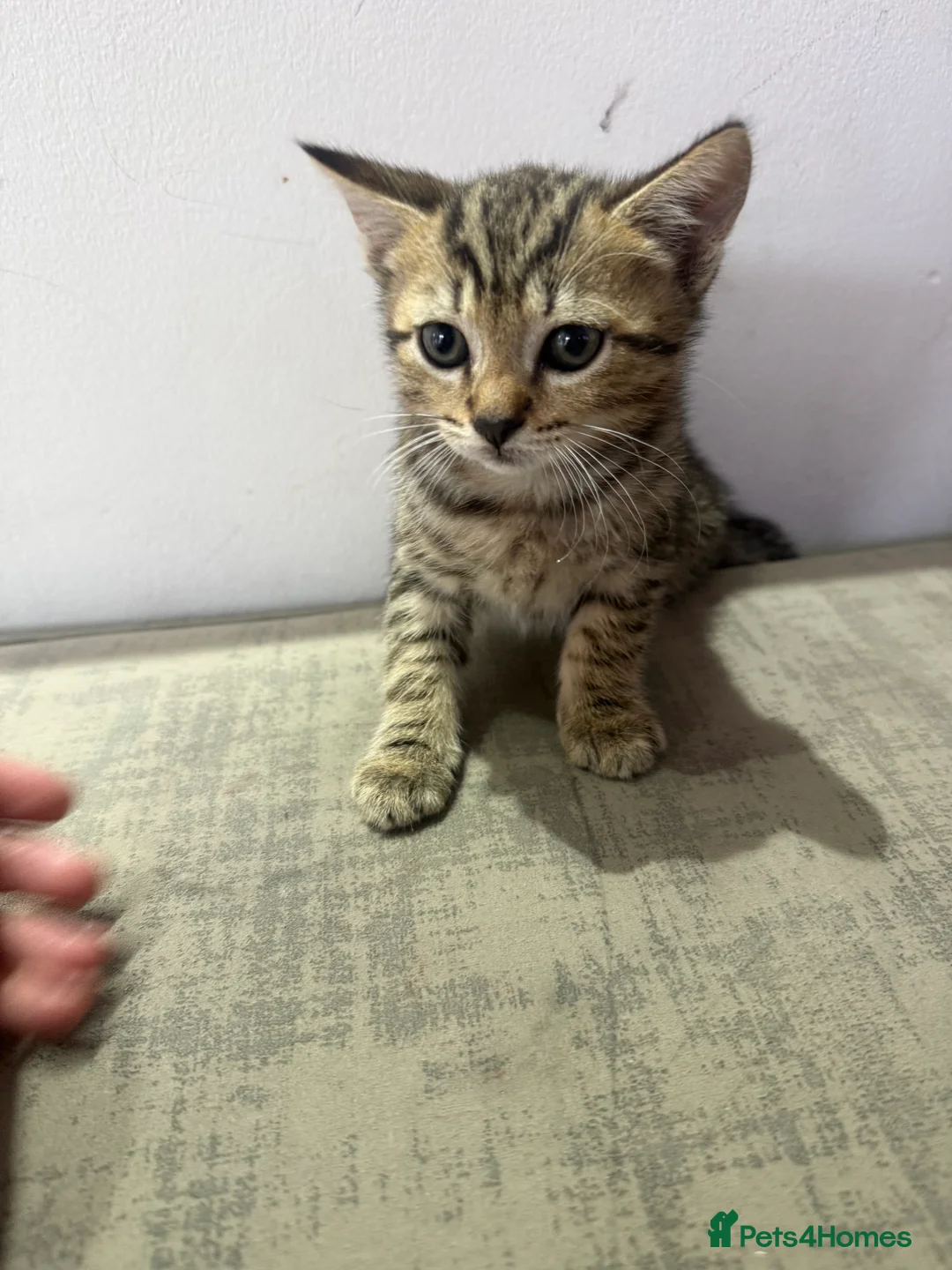 Mixed Breed cats for sale: Beautiful kittens need a home - Advert 9