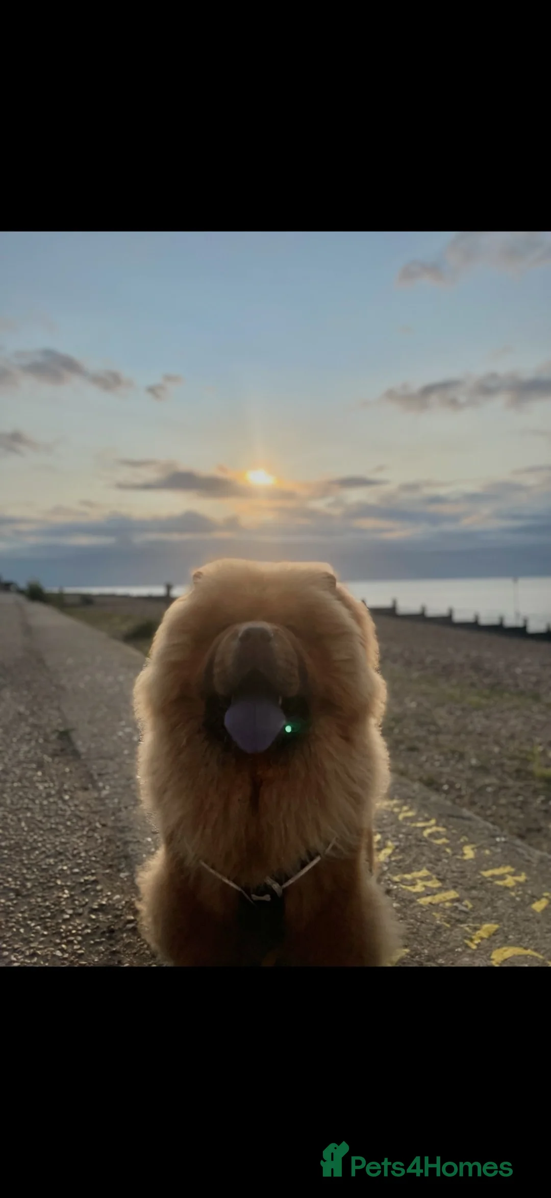Chow Chow dogs for stud: Nevis – Proven Chow Chow Stud | AI Only in Canterbury - Advert 6
