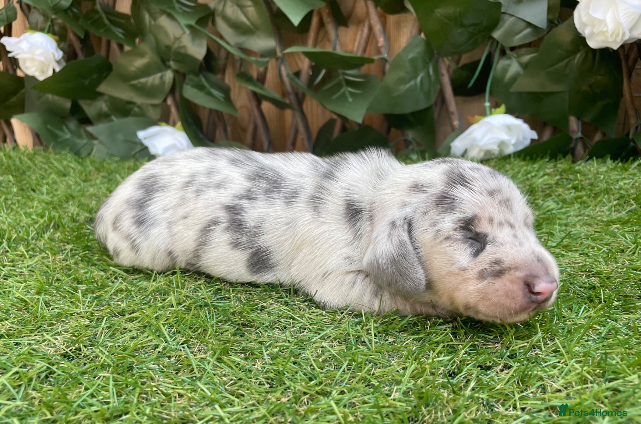 Miniature Dachshund dogs STUNNING KC MINIATURE DACHSHUNDS DAPPLE  - Advert 2
