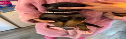 German Shepherd dogs for sale: German shepherd puppies only 4 left  - Advert 9