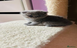 Scottish Fold cats for sale: Beautiful litter Scottish fold ready to reserve ❤️ - Image 16