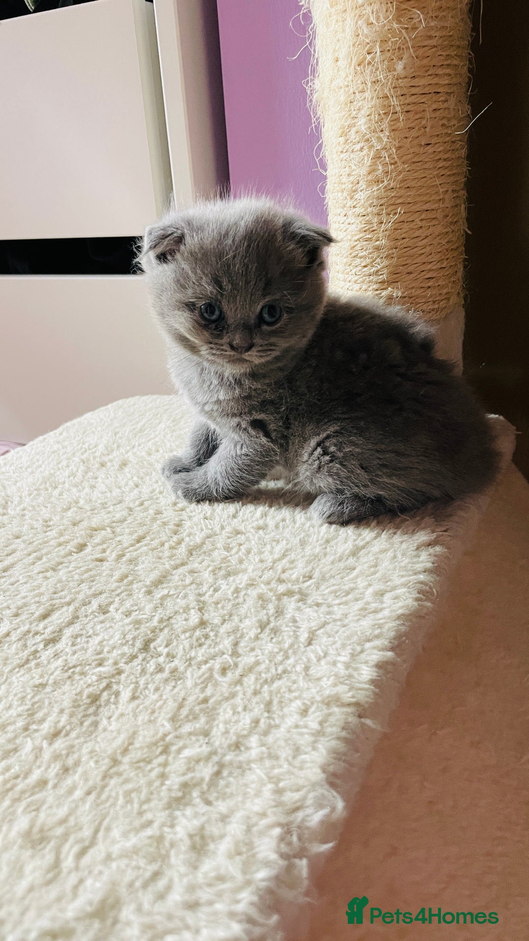 Scottish Fold cats for sale: Beautiful litter Scottish fold ready to reserve ❤️ - Image 16