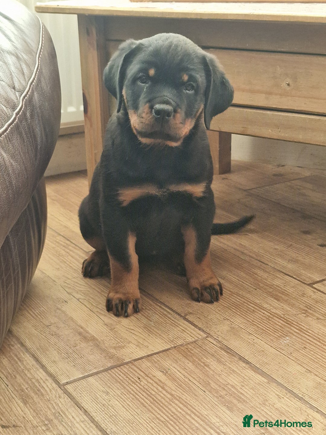 Rottweiler dogs for sale: MASSIVE ROTTWEILER PUPPIES  - Advert 7