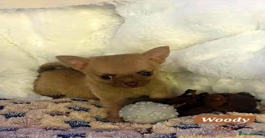 Pomchi dogs - Advert 4