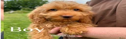 Cockapoo dogs for sale: Gorgeous F1 Cockapoo puppies  - Advert 9