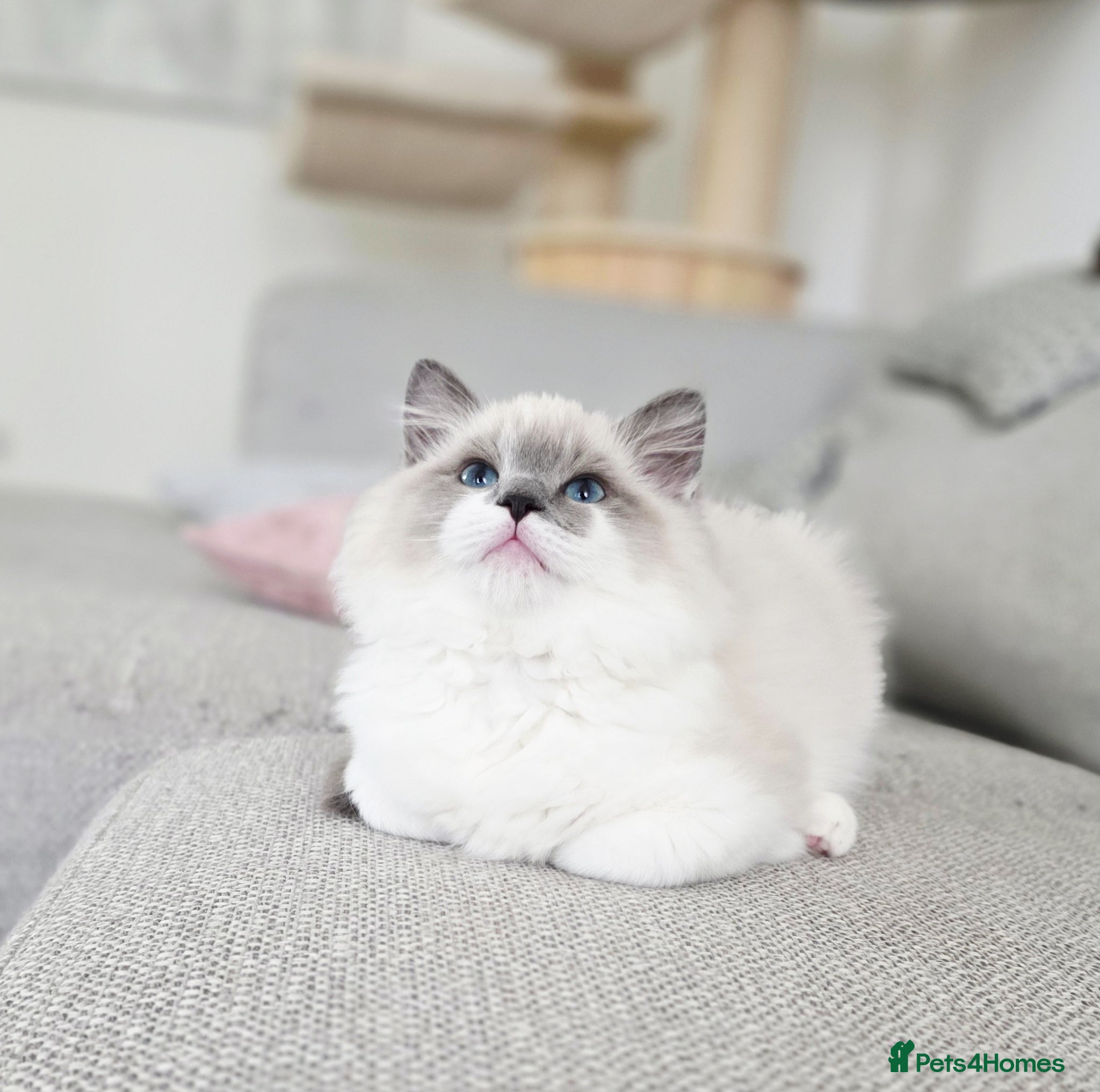 Ragdoll cats European baby. Tica registered  - Advert 4