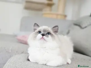 Ragdoll cats European baby. Tica registered - Advert 4