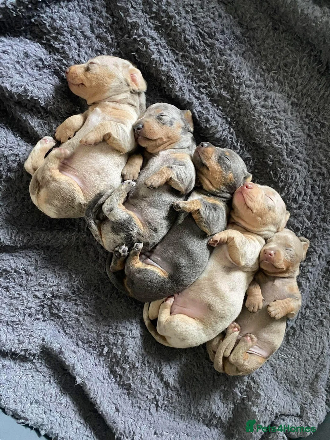 Miniature Dachshund dogs for stud: Halo Outstanding Isabella and Tan - Advert 7