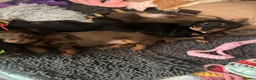 Miniature Dachshund dogs for sale: Kc registered Miniature dachshunds  - Advert 14