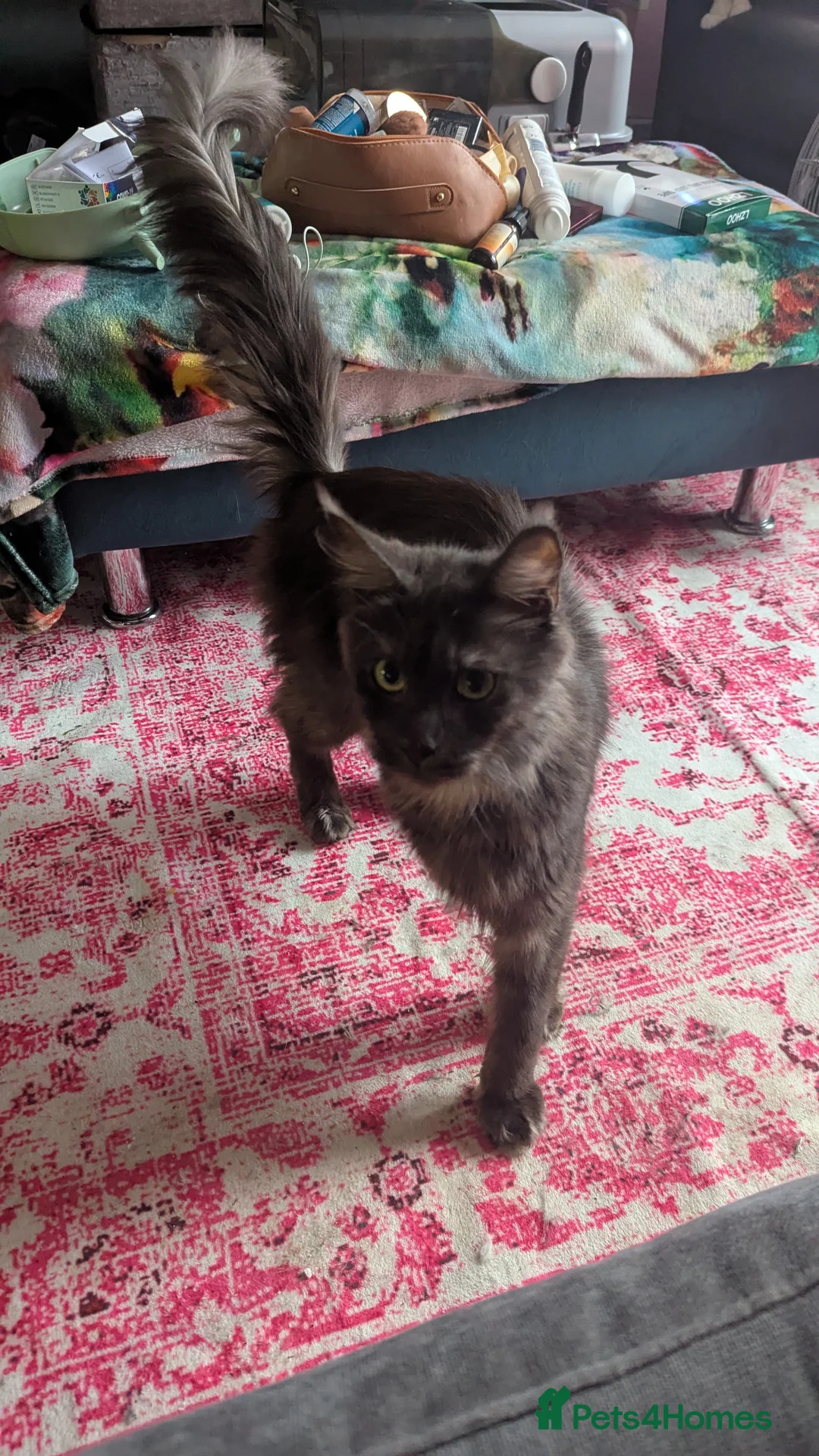 Maine Coon cats for sale: Smoke Maine coon - Advert 4