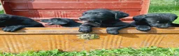 Labrador Retriever dogs for sale: Labrador puppies  - Advert 6